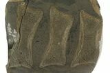 Fossil Ichthyosaur Vertebrae In Cross-Section - England #351243-1